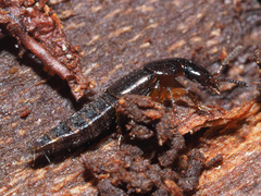 Quedius xanthopus
