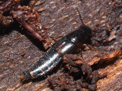Quedius xanthopus