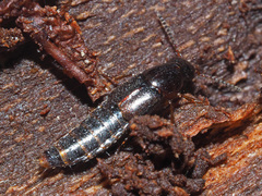 Quedius xanthopus