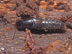Quedius xanthopus