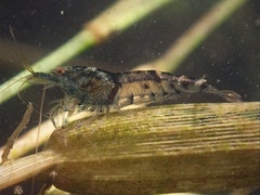 Caridina serrata