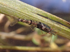 Caridina serrata