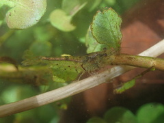 Caridina cantonensis