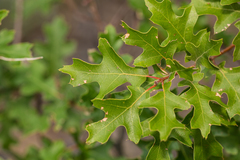 Quercus gravesii