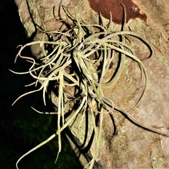 Tillandsia recurvata image