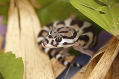 Coleonyx mitratus