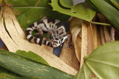 Coleonyx mitratus