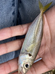 Trachurus japonicus