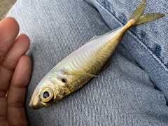 Trachurus japonicus