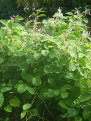 Reynoutria japonica