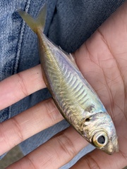Trachurus japonicus