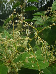 Reynoutria japonica