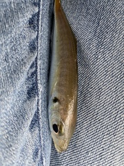 Trachurus japonicus