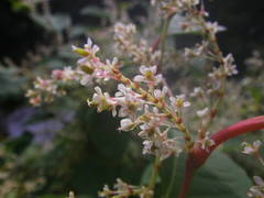 Reynoutria japonica