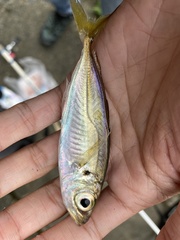 Trachurus japonicus