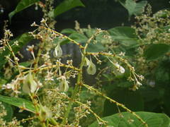 Reynoutria japonica