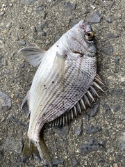 Acanthopagrus schlegelii