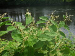 Reynoutria japonica
