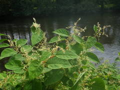 Reynoutria japonica