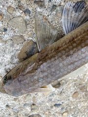 Saurida macrolepis
