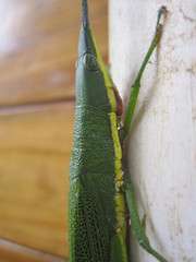 Legua crenulata