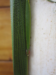 Legua crenulata