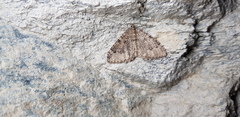 Triphosa