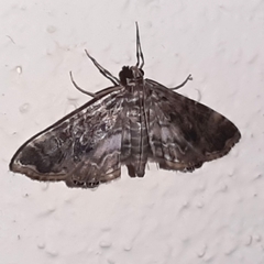 Oligostigmoides profusalis