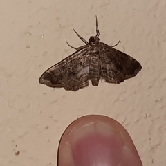 Oligostigmoides profusalis