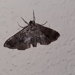Oligostigmoides profusalis