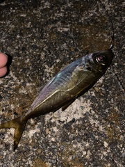 Trachurus japonicus
