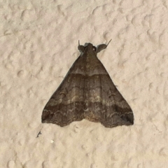 Heterogramma circumflexalis
