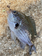 Chromis notata