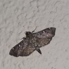 Cryptobotys zoilusalis