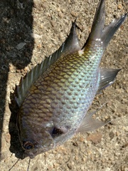 Chromis notata