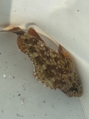 Sebastiscus marmoratus