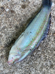 Halichoeres tenuispinis