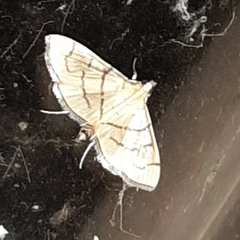 Orphanostigma haemorrhoidalis