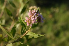 Tessaria dodonaeifolia