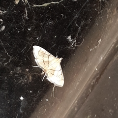 Orphanostigma haemorrhoidalis