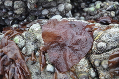 Sarcothalia crispata