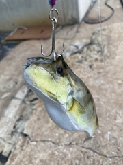 Lagocephalus spadiceus