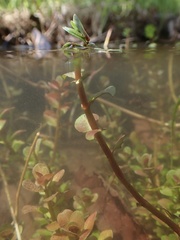Rotala rotundifolia
