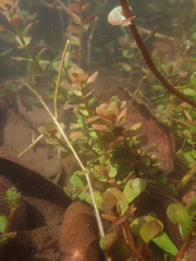 Rotala rotundifolia