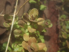 Rotala rotundifolia
