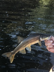 Ptychocheilus umpquae