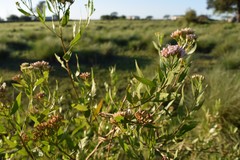 Tessaria dodonaeifolia