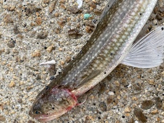 Slender Lizardfish photo 5