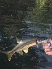 Ptychocheilus umpquae