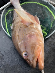 Epinephelus akaara